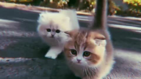 cute little kittens 🥺🥰