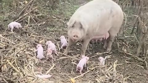 Pig with her piglets . ..+++