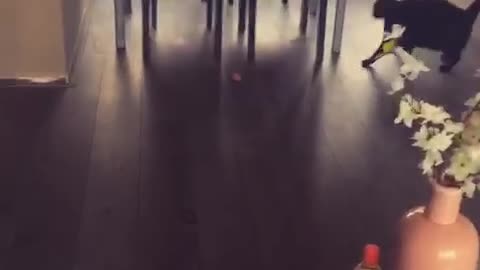 Black cat plays with ball of paper on wood floor below table