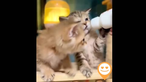 A cute video of cats eating.