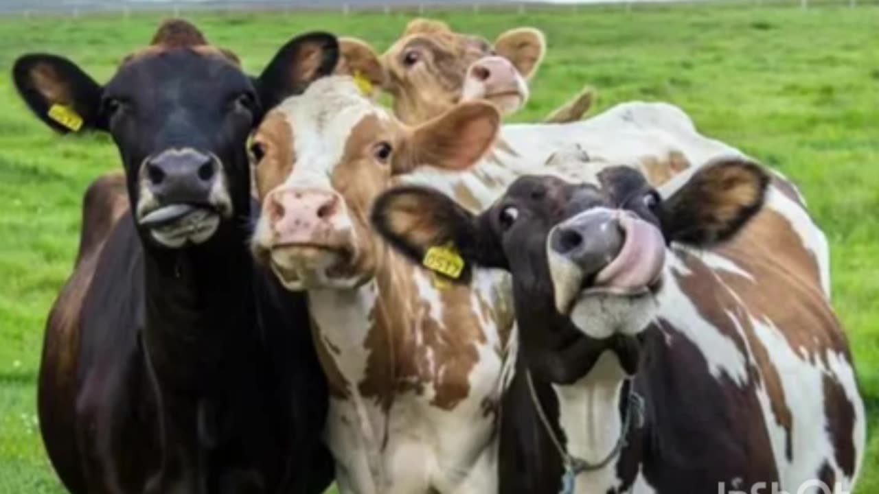 Smart animal🐃🐄🐂