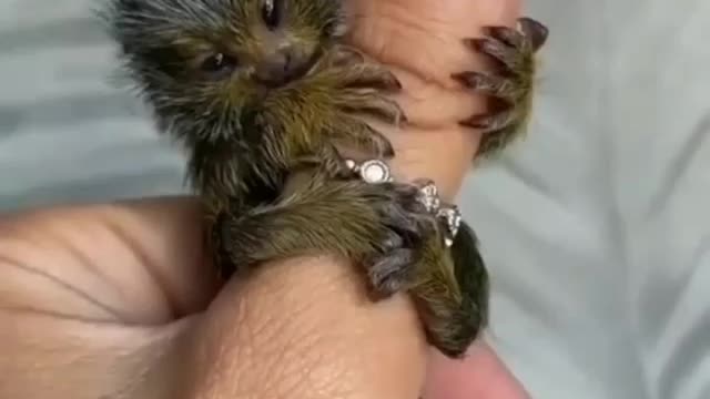 World's smallest monkey