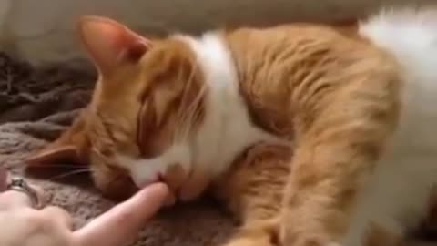 Cat funny video