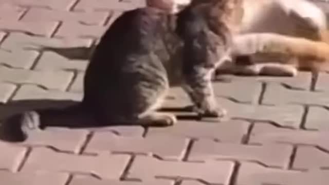 Animal's funny videos compilation