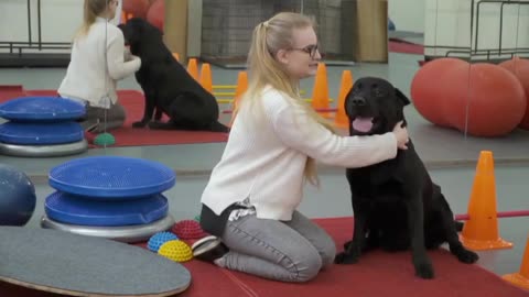 🐕 Basic Dog Training TOP 10 Essential Commands Every Dog Should Know.
