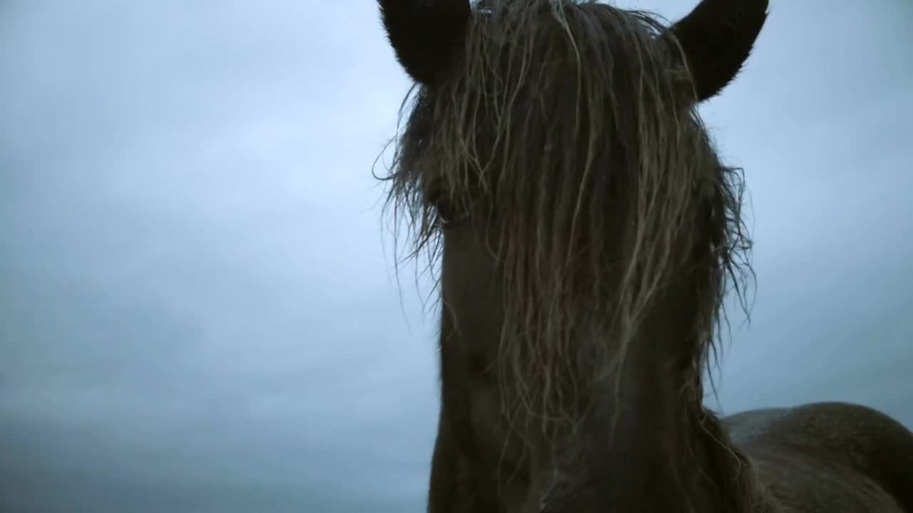 Close-up view of beautiful brown Icelandic horse grazing on a field