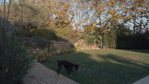 A black dog playing with a dry leaf_batch