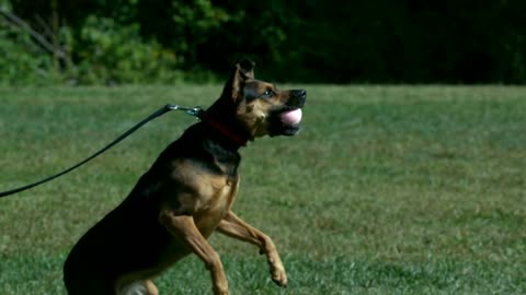 Slow Motion Dog Jumping To Catch Tennis Ball