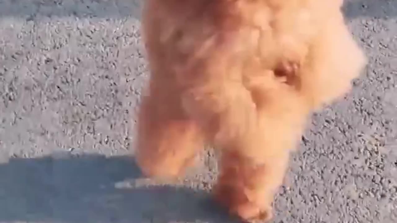 Funniest Animals 2024 😂 Funny Cats and Dogs 🐱🐶 _ Funny Animal Videos