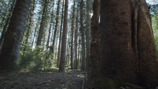 the sun peeking through the forest leaves#shorts