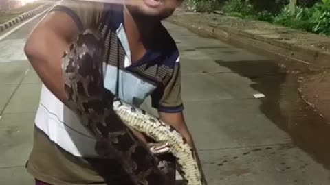 Very aggressive python 4 +Million Views