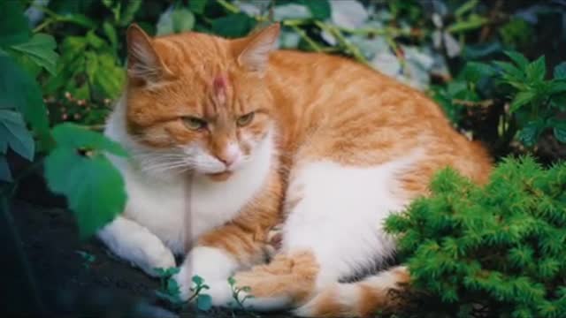 Cat funny video animal video tik tok video pet and animal short funny video