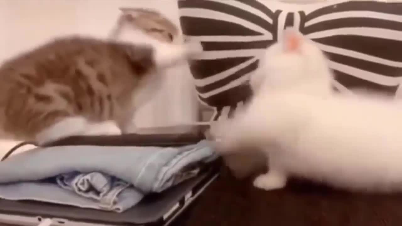 A fierce fight between 2 kittens this is an explosion of cuteness
