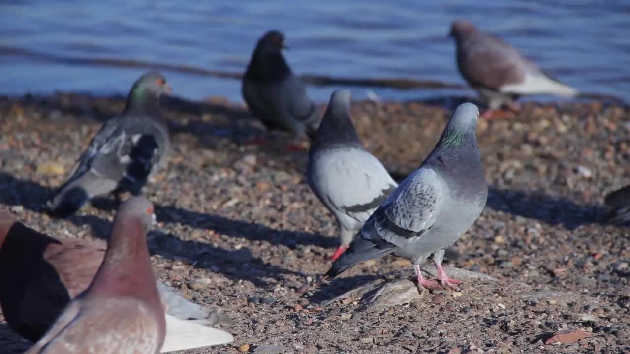 Urban pigeons on the beach