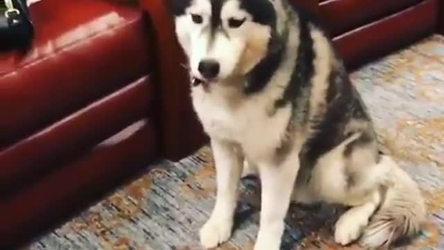 Funny Husky Dog Videos 2022 😁 Funniest Husky Dog Videos 😁😇 Best Funny Husky Videos 2022 😺