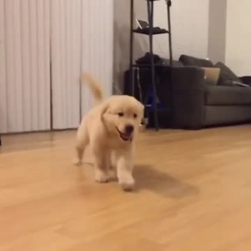 Golden Retriever puppy has fun time sliding on the floor