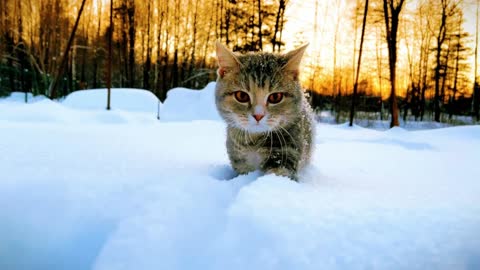 How cute a kitten strolling leisurely is