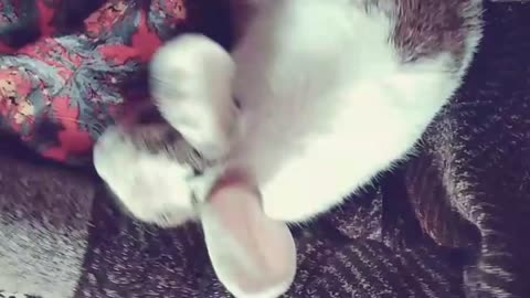 rabbit cutest video status#new trending video#trending sad song status