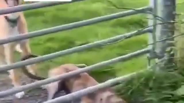 Smart Dog Jumping The Fence