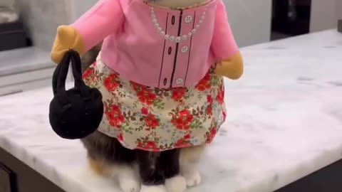 Fanny cat videos. This video is very very fanny