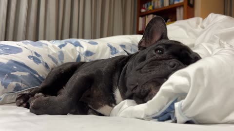 THERE'S A FRENCHIE IN MY BED ||