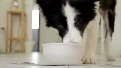 dog drinking pets food