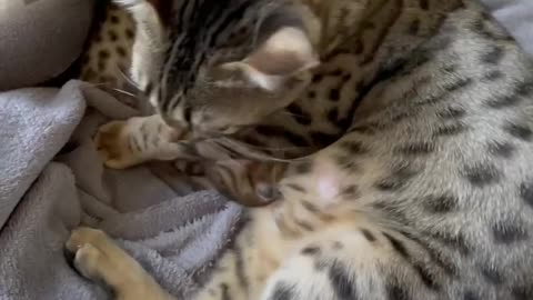 Cat 🐈 chat 🐈
