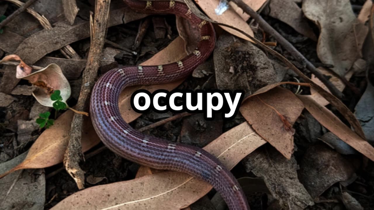 Exploring Brazil's Deadly Snake Island 🐍