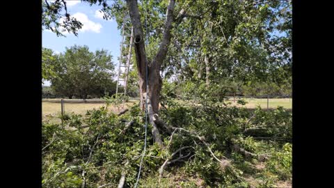 Luna Q Tree Service - (210) 939-3990