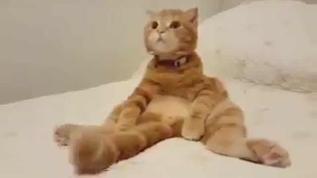 Cute cat gets bored