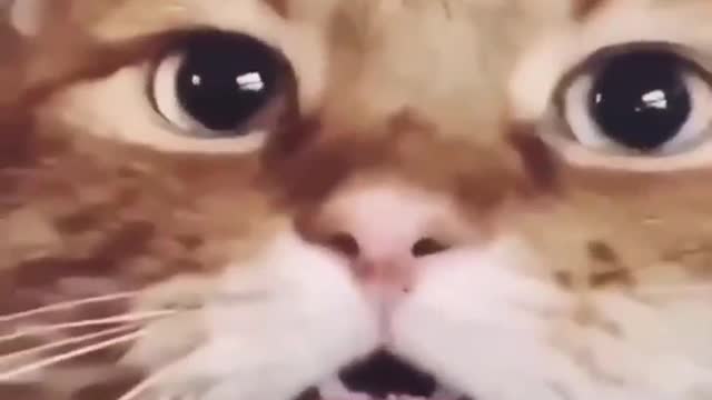 cat finds out he is adopted and acted surprised