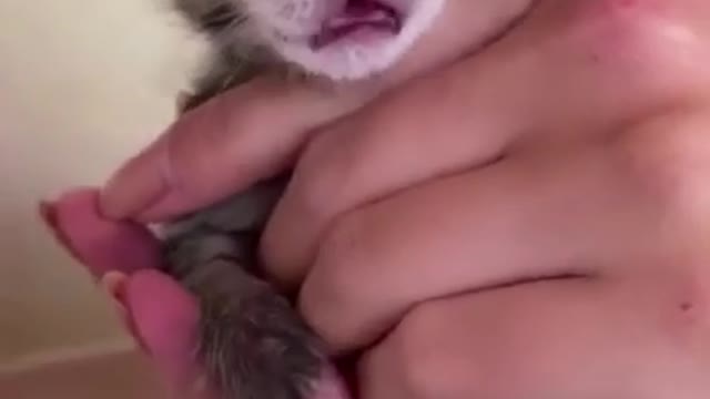 Cat Meows to attract your cat's attention