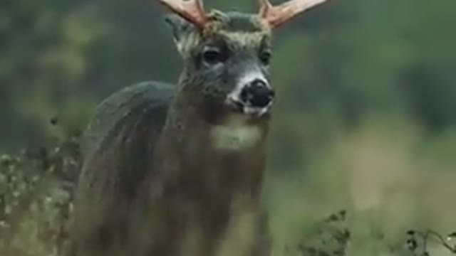 A beautiful elk....