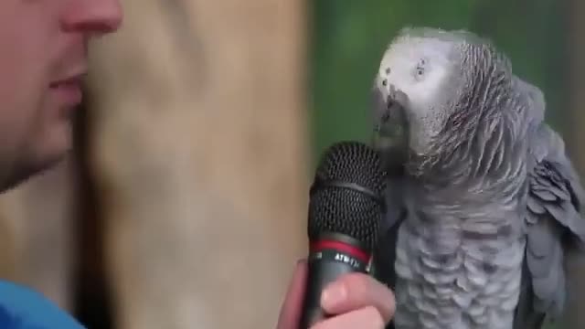 Genius parrot 🤯