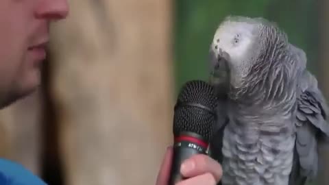 Genius parrot 🤯