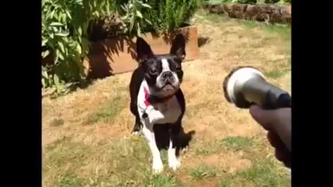 Os animais mais engraçados do mundo!!!