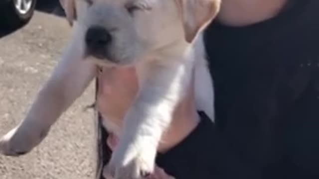 Exhausted puppy falls asleep during the middle of a parade