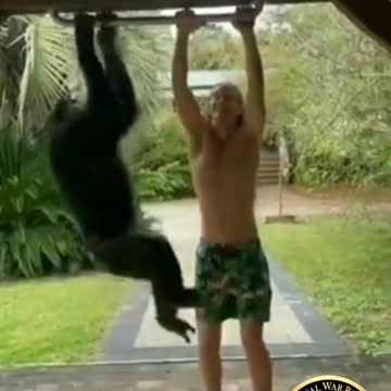 🦍 "THE MONKEYING AROUND RUN""MONKEY RACES BOY TO THE TOP"🦍