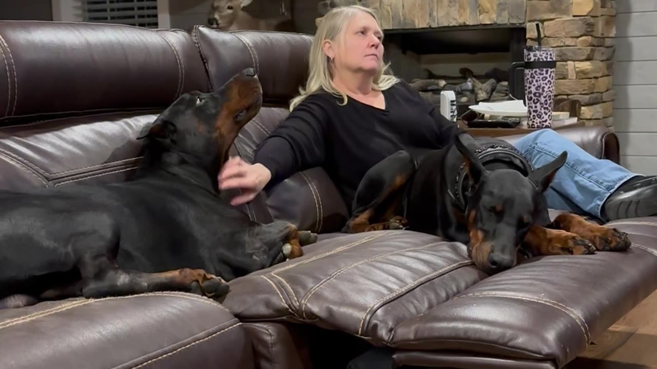 Doberman Fusses For Mom's Attention