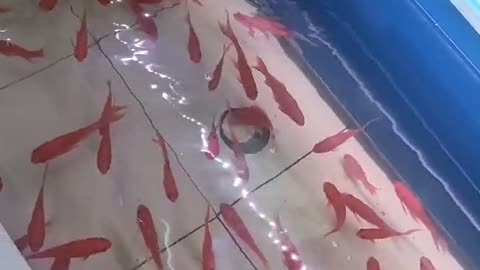 There are many goldfish in the two pools