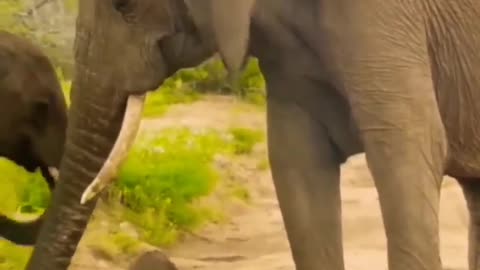 Elephant