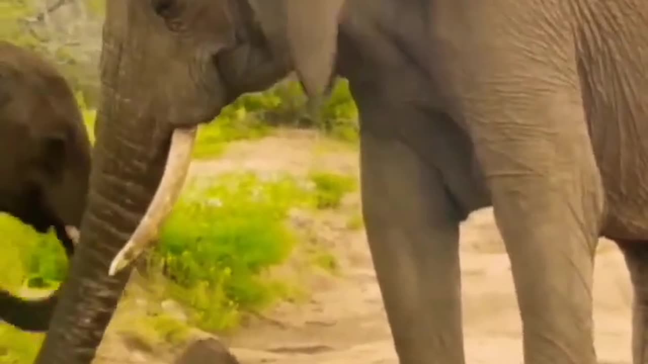 Elephant