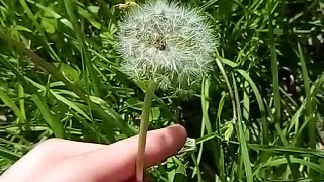 Light wind