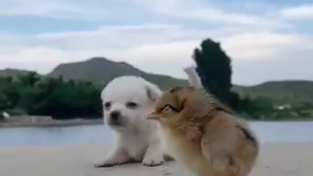 Funny Animal Videos - Awesome Funny Pet Animals | Cute Animals | Super Funny Dog Videos