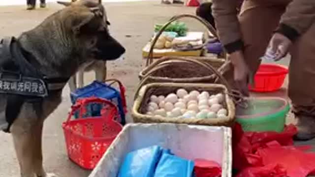 Smart dog shopping at the traditional market