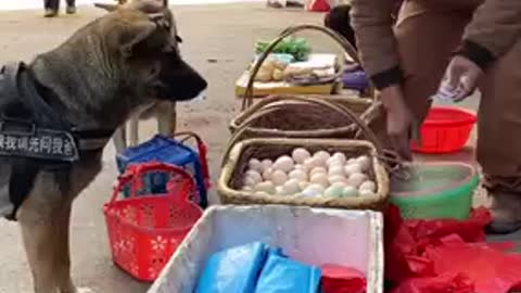 Smart dog shopping at the traditional market