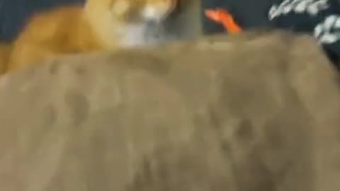 funny cats funniest animals #16