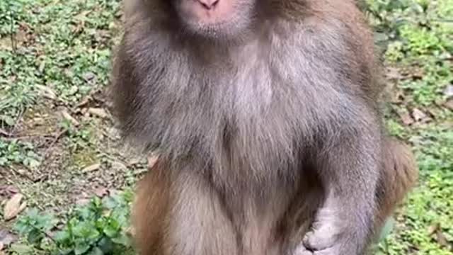 Funny Monkey Videos - A Funny Monkeys Compilation 2022