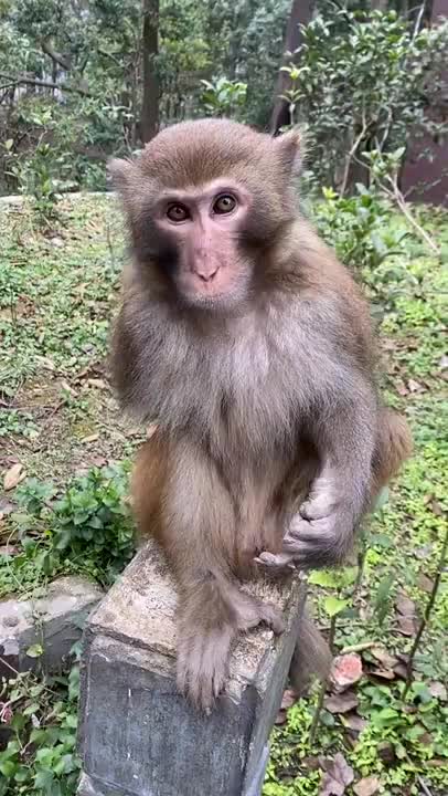 Funny Monkey Videos - A Funny Monkeys Compilation 2022