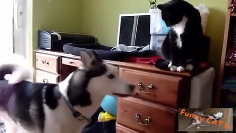 Cats and Dogs Meeting Each other For The First Time - 2021